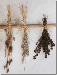 drying-herbs