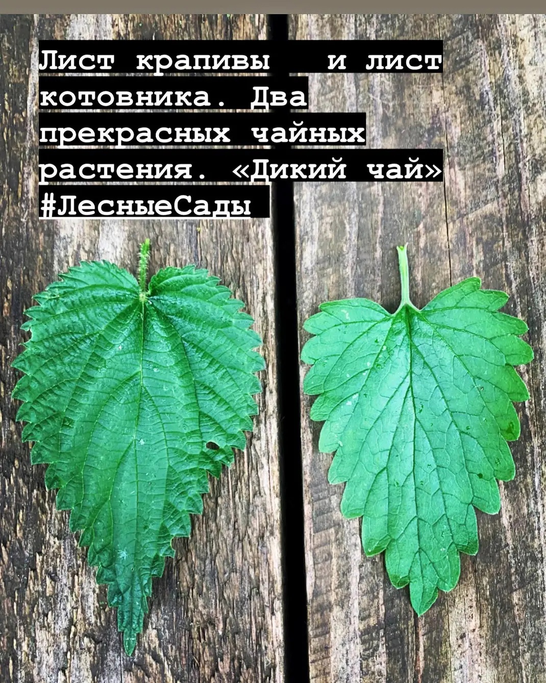 Лист крапивы и лист котовника | Мегаполис и деревня
