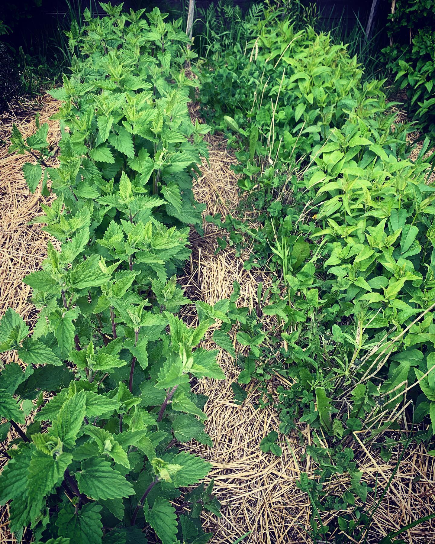 Котовник и монарда, а между ними клевер, который дает питание обоим ...