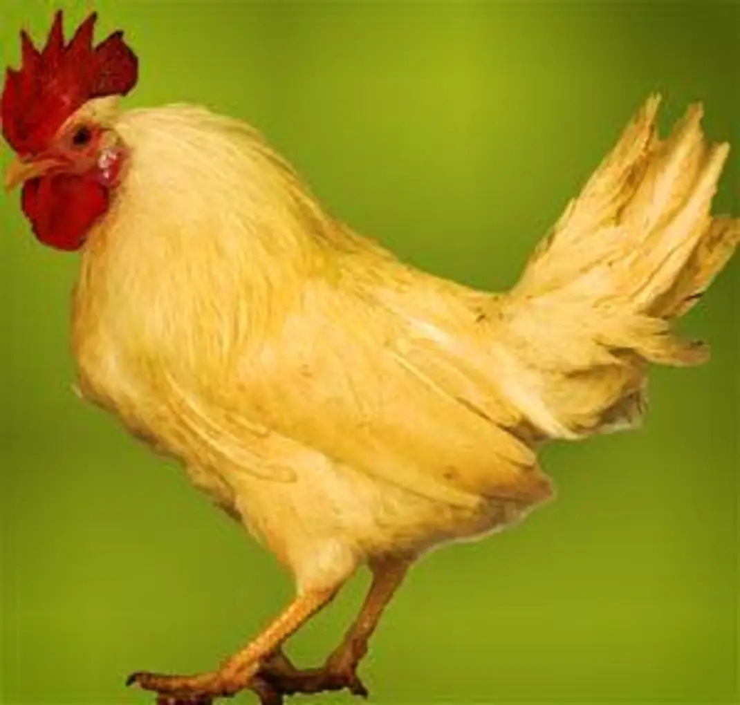 Яйца породистых кур | Мегаполис и деревня