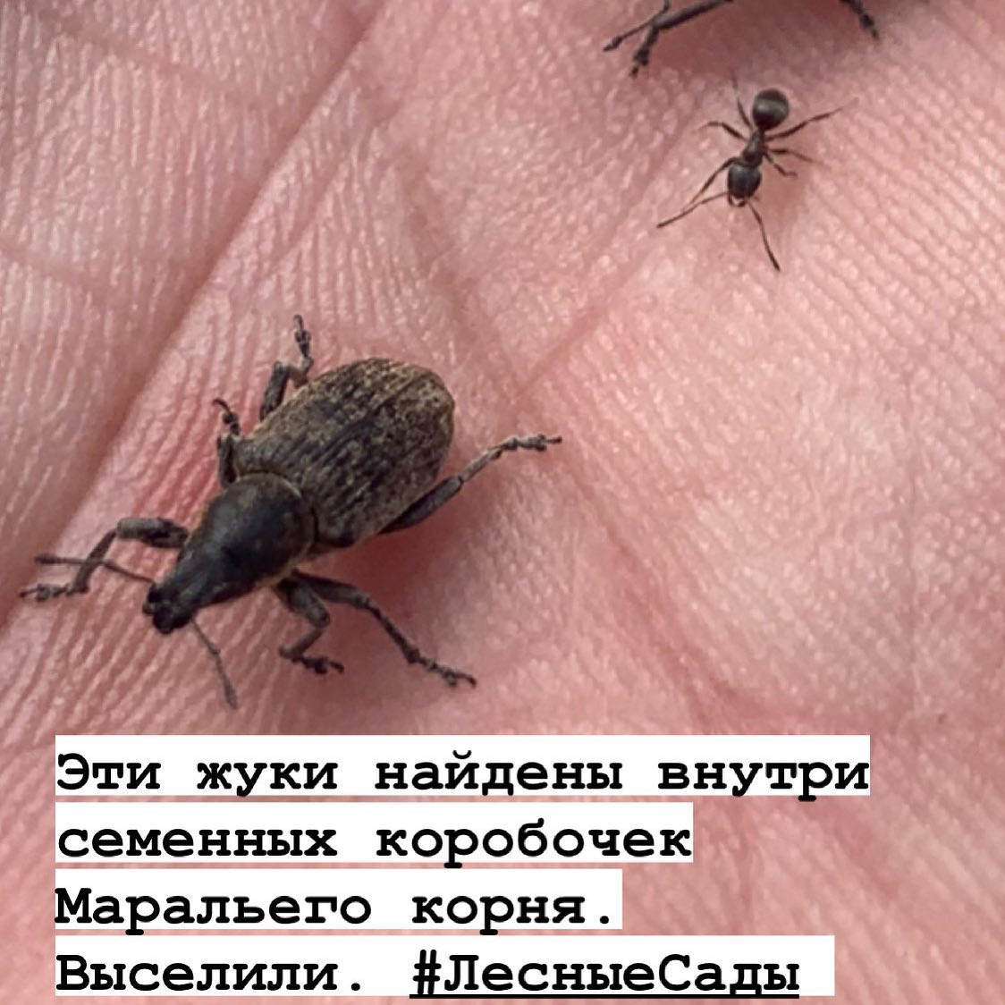 Жучки | Мегаполис и деревня