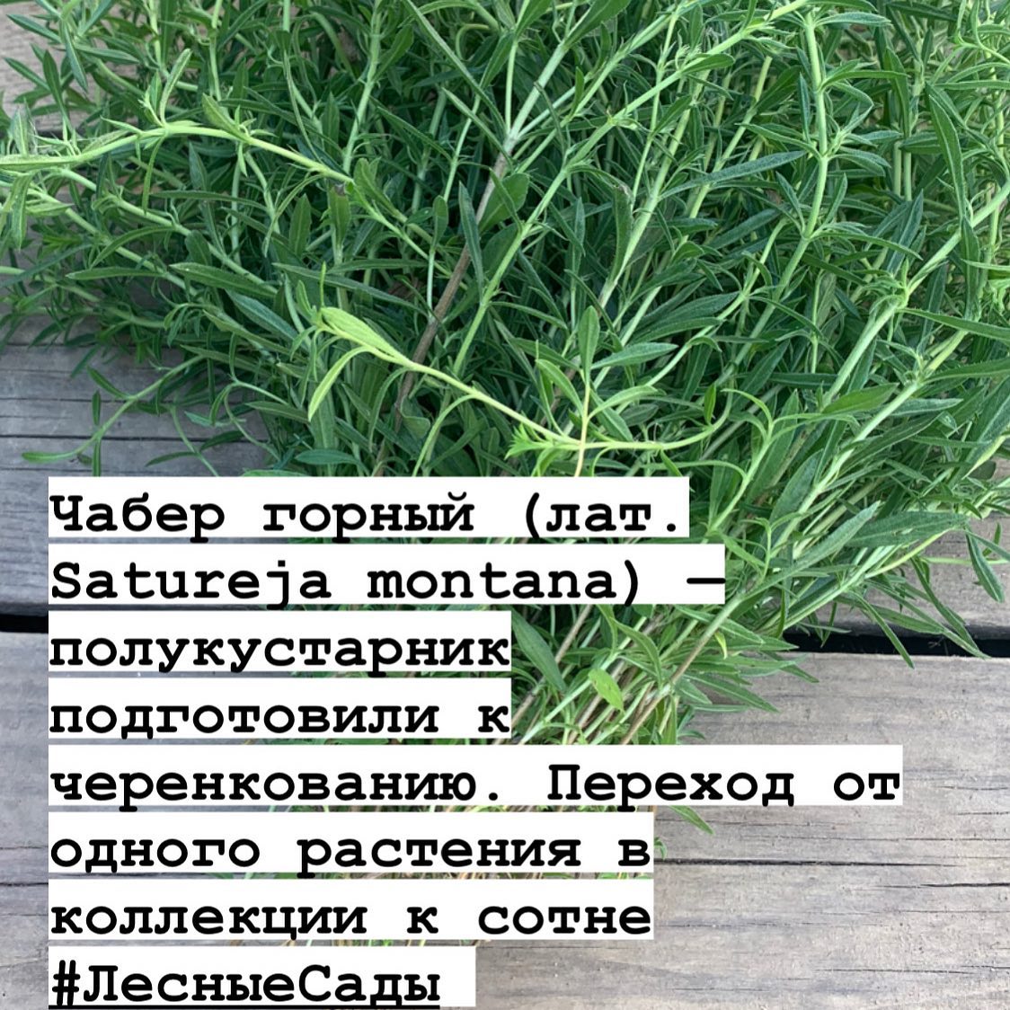 Чабер горный | Мегаполис и деревня