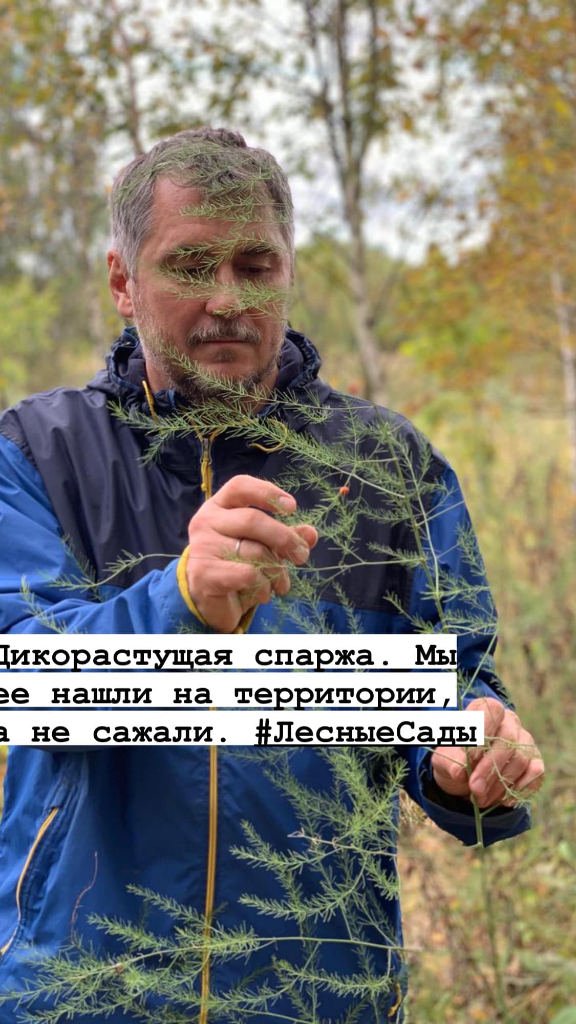 Дикорастущая спаржа | Мегаполис и деревня