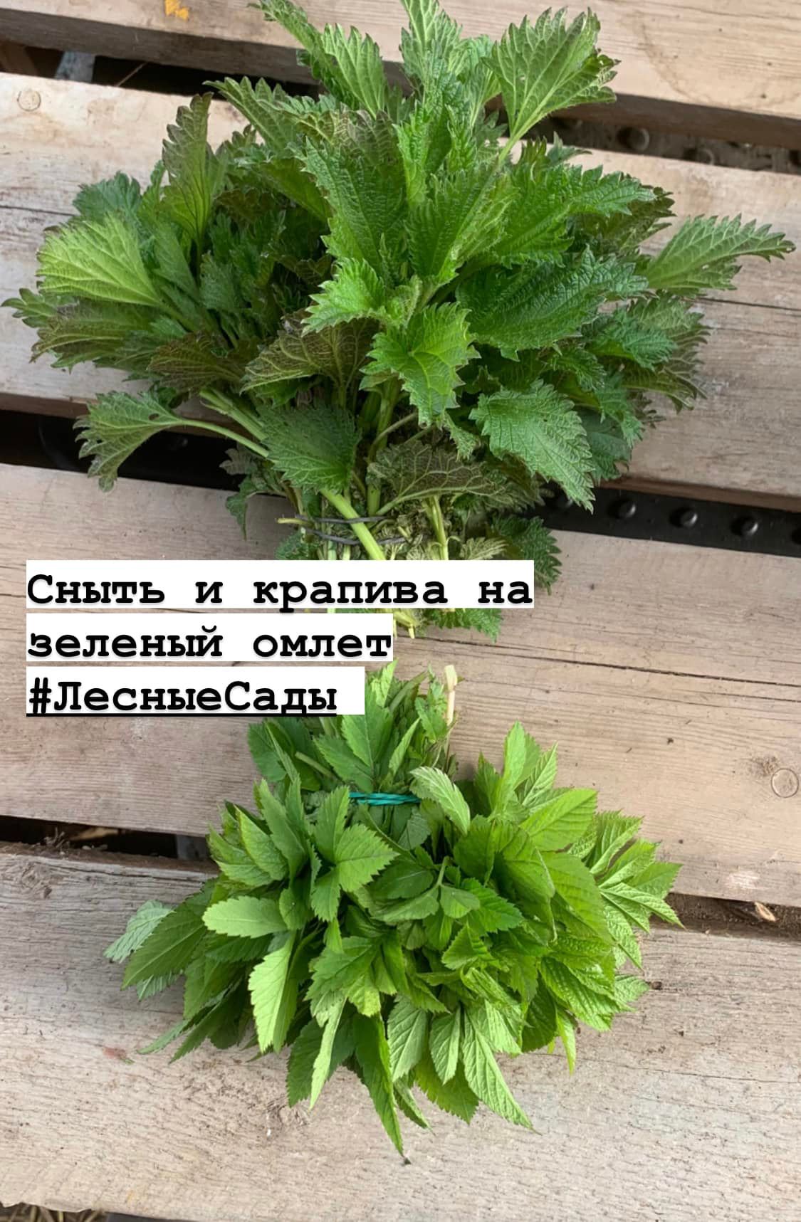 Пучок крапивы и пучок сныти | Мегаполис и деревня