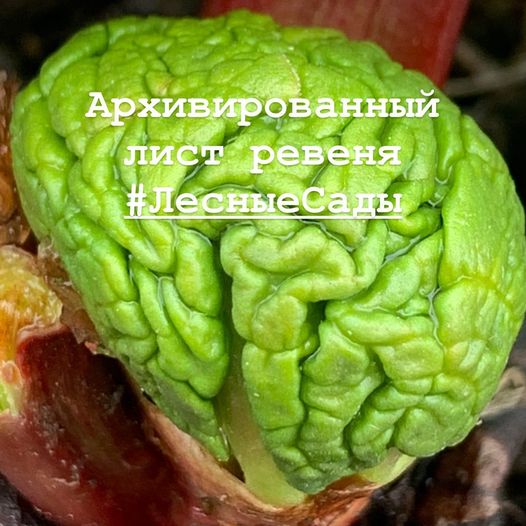 Ревень Виктория | Мегаполис и деревня