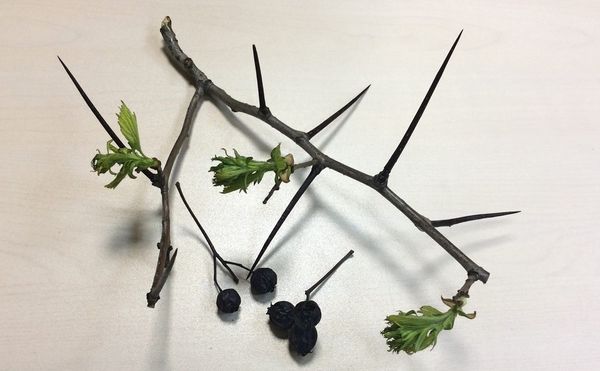 Боярышник | Мегаполис и деревня