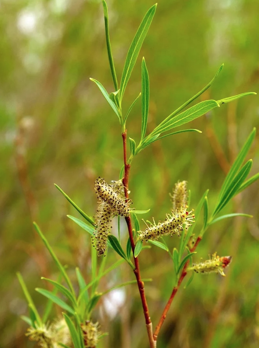 Ива Каспийская Salix caspica