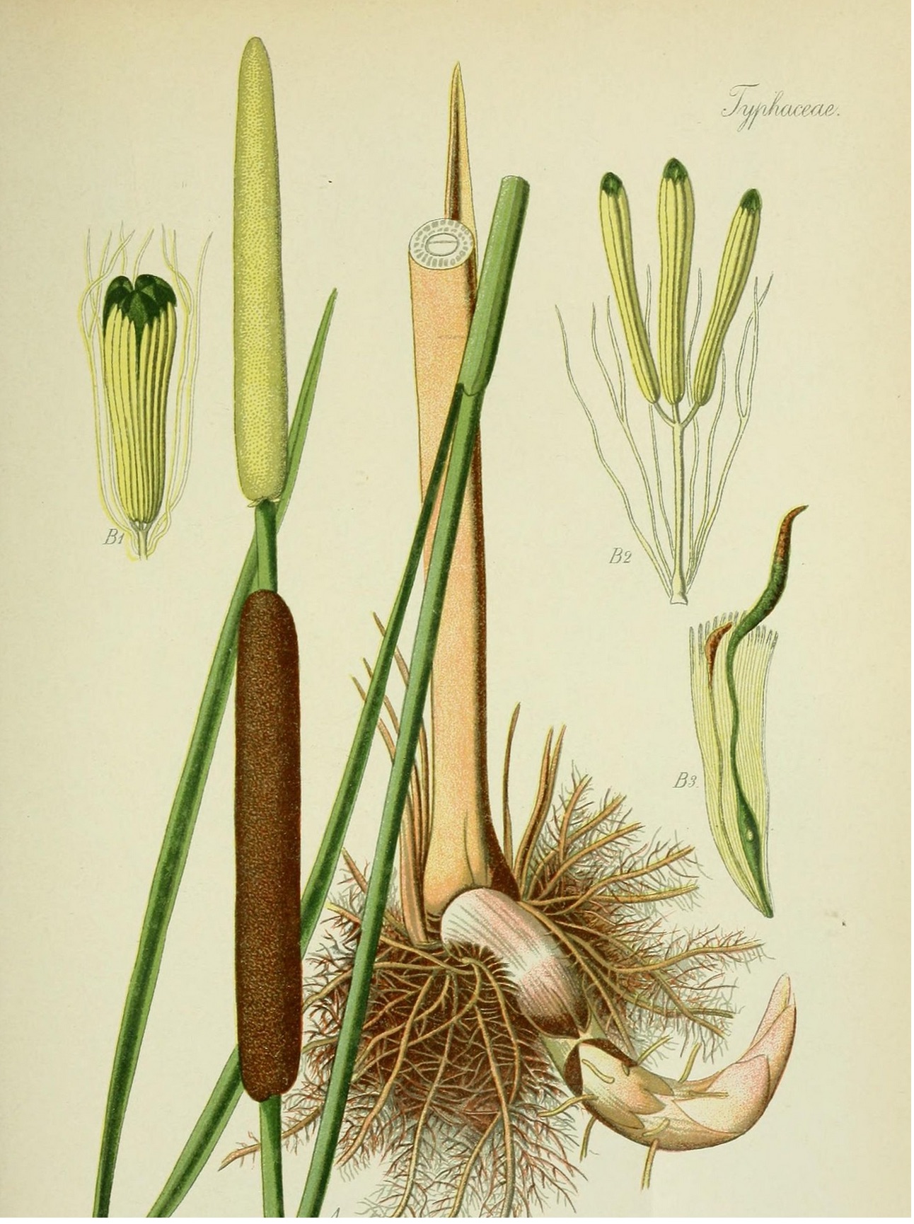 Рогоз узколистный (Typha angustifolia)