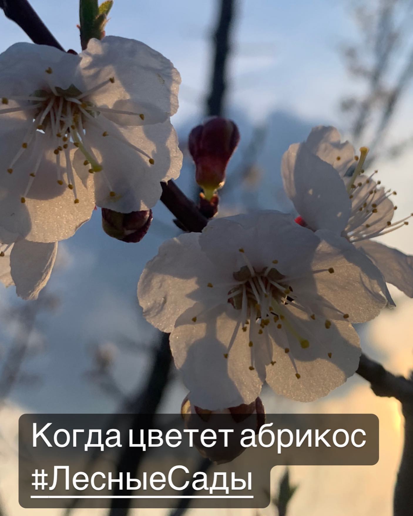 Когда цветет абрикос | Мегаполис и деревня