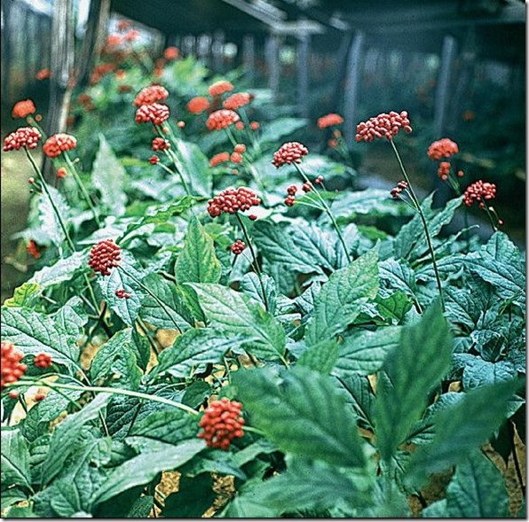 panax-ginseng-1
